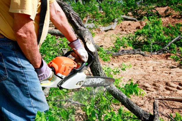 Trusted Northview, MI Tree Service Experts